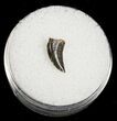 Small Dromaeosaur (Raptor) Tooth - Montana #4428-1